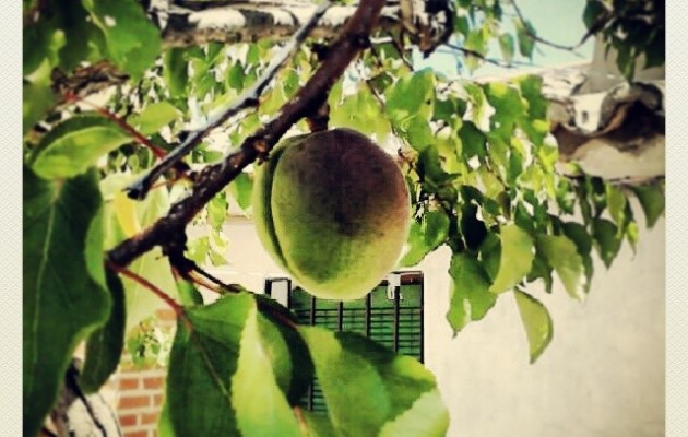 Si unos que yo me sé lo viesen así… #alegría #nostalgia #recuerdos #aititeamama #elRincóndeGoya #Mamblas #albaricoque #frutos #frutal #árbol #ramas #hoja #ventana – Instagram