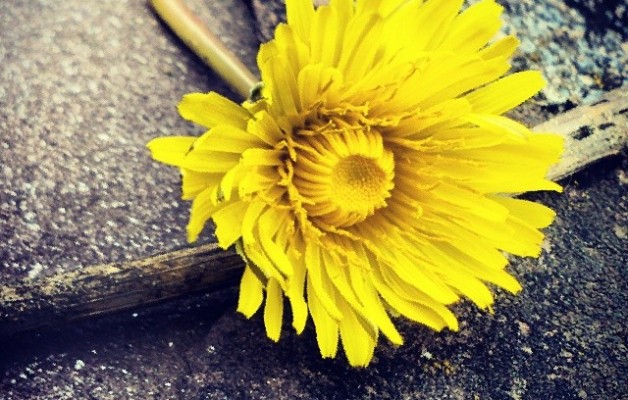 Abandonado en la piedra el sol se marchita… #flor #amarilla #amarillo #sol #piedra #rama #primavera #Pobeña – Instagram