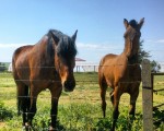 Belleza #caballos #zaldiak #horses #Mamblas #Ávila #primavera #sol #belleza – Instagram