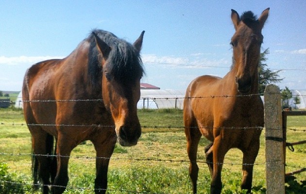 Belleza #caballos #zaldiak #horses #Mamblas #Ávila #primavera #sol #belleza – Instagram