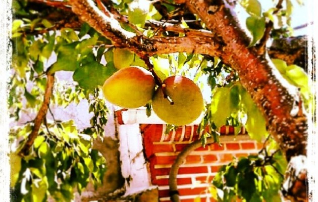 Tantos años y al final da sus frutos #albaricoque #frutal #frutos #árbol #elRincóndeGoya #Mamblas #primavera #ramas #hojas #tejado #ladrillo – Instagram