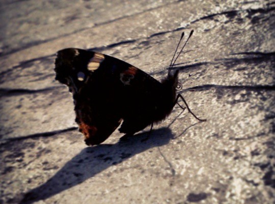 Calentando moteres al sol #tximeleta #pinpilinpauxa #mariposa #butterfly #beltzalaranja #negronaranja #blackorange #sol #eguzkia #sun #acontraluz – Instagram