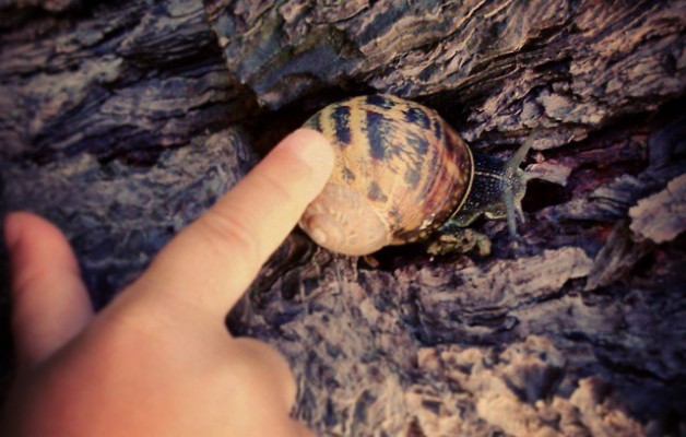 Caricias que traspasan caparazones #caracol #caricia #caparazón #mano #niño #corteza #árbol #cuernos – Instagram