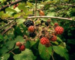 #Sabores del #bosque#moras #negras #rojas #zarzal – Instagram