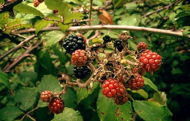 #Sabores del #bosque#moras #negras #rojas #zarzal – Instagram