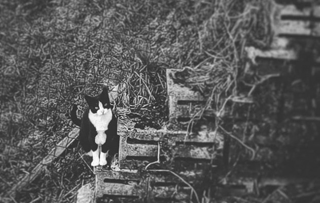 #zuribeltza #blancoynegro #blacknwhite #katua #gato #cat – Instagram