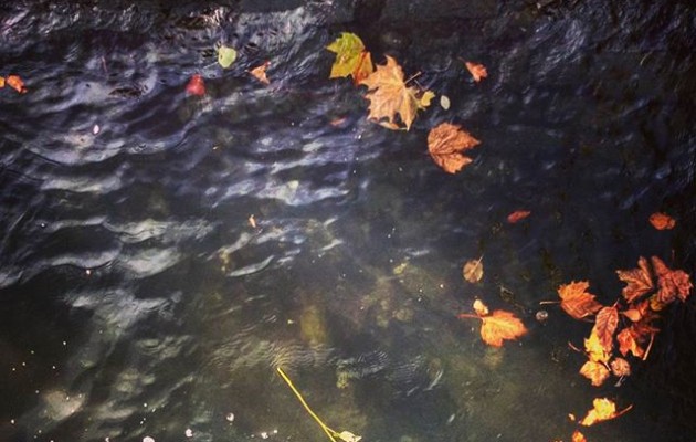 #Mar de flores#Flores de mar#rosa #ría #Nervión #Nerbioi #itsasadarra #agua #hojas #otoño #piedras #Barakaldo@igerseuskadi @igersbilbao @instagram – Instagram