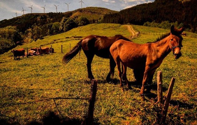 #GereaAuzoa #Longa #Mallabia #Bizkaia #mendia #paisaia #zaldia #astoa #behiak #landak #larrea @igerseuskadi @basurdeeditions – Instagram